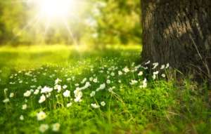 marche et sophologie, se reconnecter avec la nature