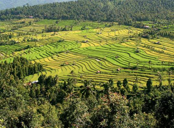 Bali